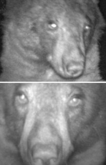 Urso descobre câmera de monitoramento e 'posa' para mais de 400 fotos (Montagem/R7, com Reprodução/Twitter/@boulderosmp)